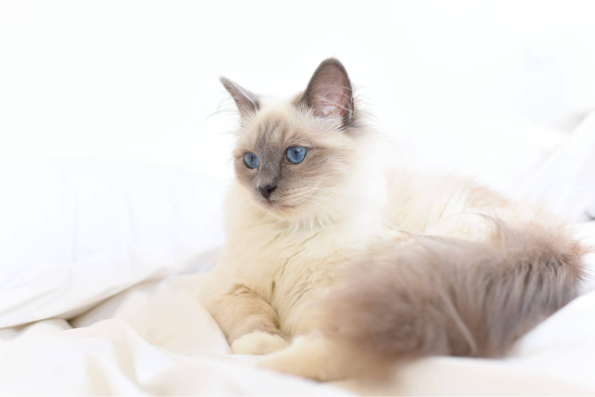 Kissojen rasvahäntä: Oireet ja hoito
